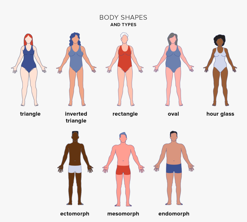 body type and shapes