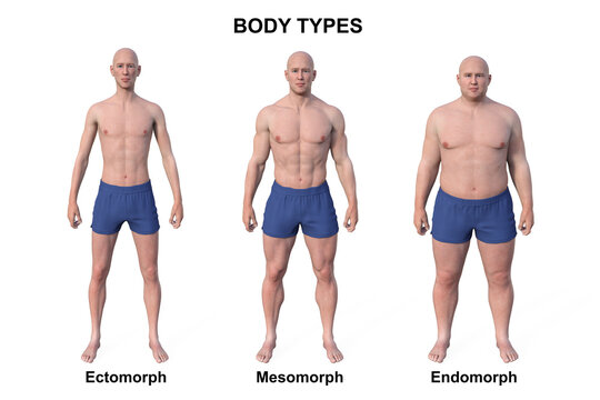 body type